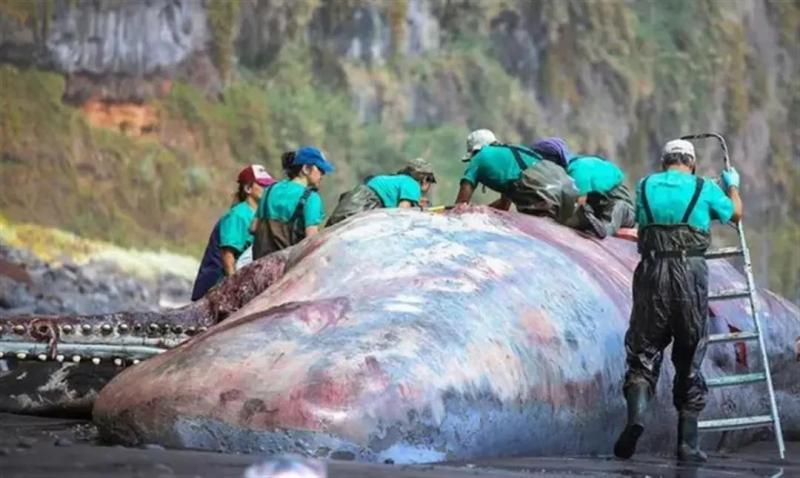 Known as the "floating gold" with a value of 3.9 million yuan and 9.5 kilograms of ambergris fragrance, a whale | ambergris fragrance | corpse was discovered inside the body of a sperm whale
