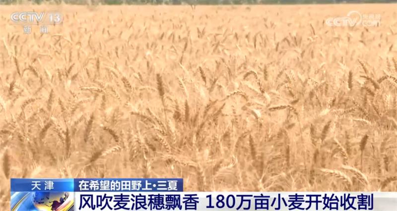 More than 95% of the national wheat harvest progress has been achieved, and measures have been taken to ensure a bountiful summer harvest in Tianjin