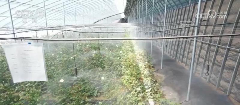 Developing Efficient Gobi Agriculture in Xinjiang and Scaling Production of Greenhouse Flowers for Export to Gobi Desert Abroad | Yingjisha County | Production