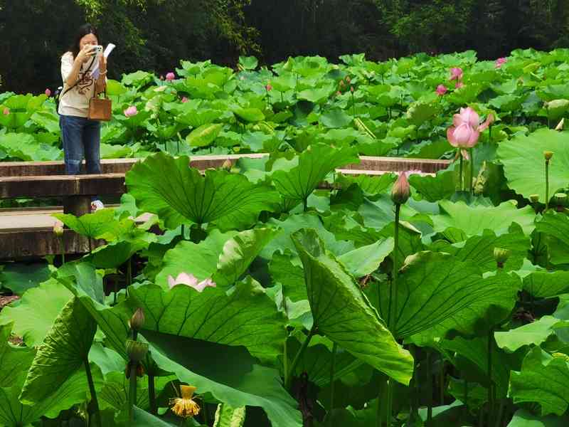 Imitating quail eggs... The lotus flowers in Shanghai have bloomed, which are small compared to a 1 yuan coin, and are rare in orange and inlaid colors. Drunken White Pool | Park | Size