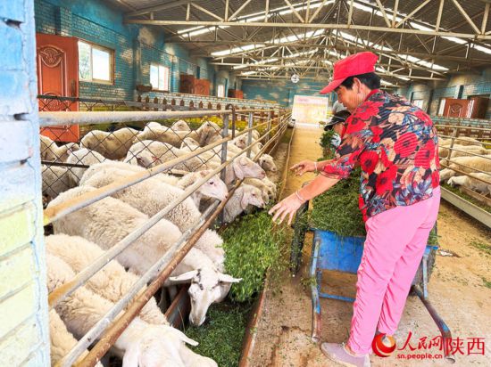 跟着总书记看中国｜山沟沟里日子越过越红火张光红|苹果|总书记