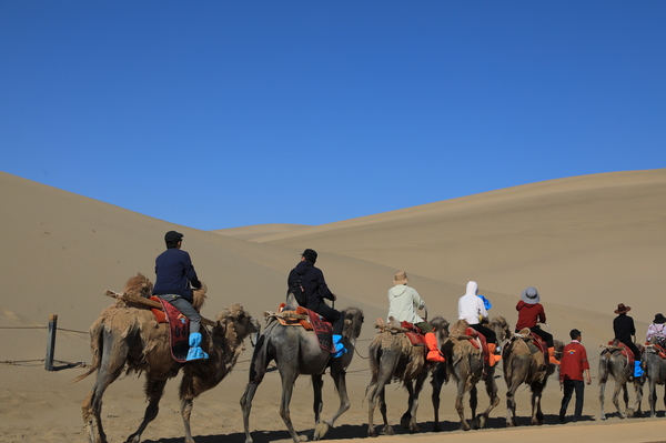 New Era China Research Tour · Yellow River Chapter | New Tide Flows Between Great Rivers - Shaanxi Promotes Ecological Protection and High Quality Development in the Yellow River Basin Observation of Ecology | Yellow River | Shaanxi