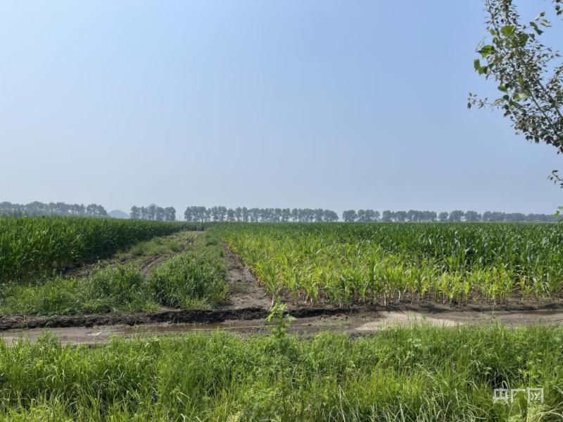 耕地大面积荒废,辽宁铁岭部分优质黑土地遭采煤沉降复垦|积水|耕地