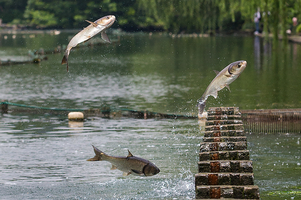 What are the peculiar phenomena? Interpretation by experts from the Chinese Academy of Sciences: A video of silver carp leaping over the river like boiling soup | Phenomenon | Strange