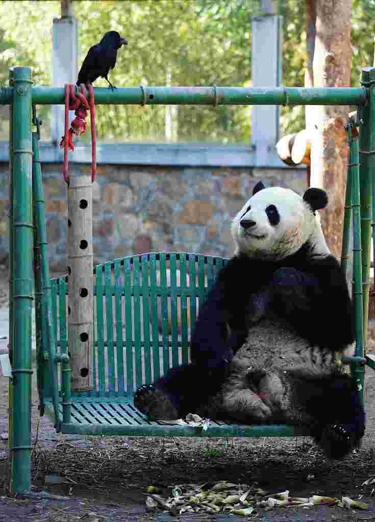 Happy birthday to the three "little bear friends". Giant pandas Menglan, Huahua, and Heye celebrate their birthday in China on the same day. | Cake | Huahua | Zoo | Beijing | Menglan | Birthday | Giant Panda