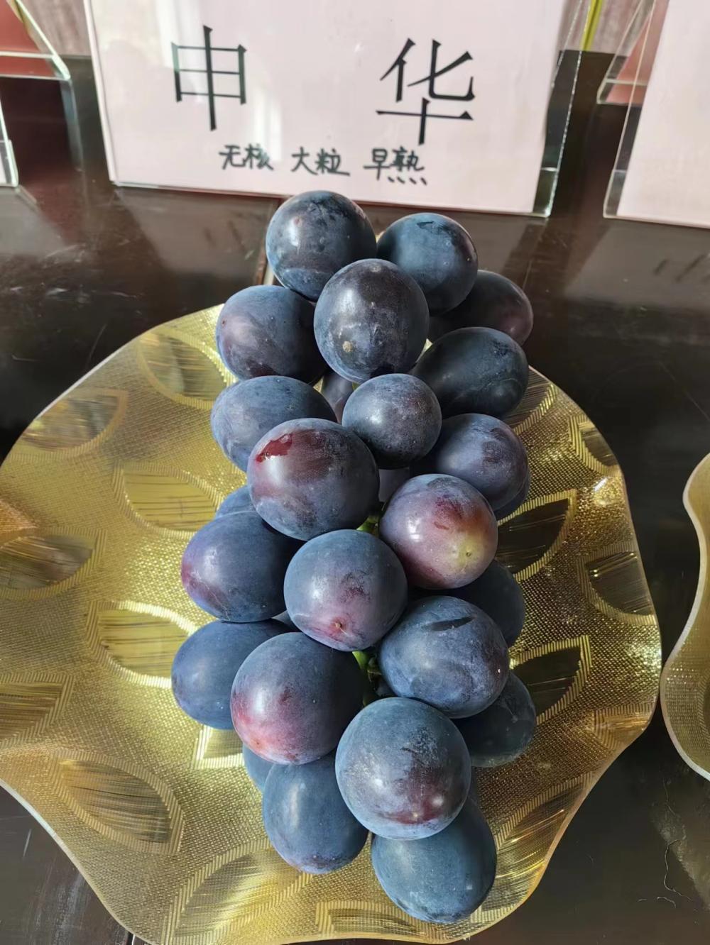 本土新秀品种“申华”受追捧,​亩产值超10万元！施泉葡萄节在沪郊金山开幕葡萄|品种|本土
