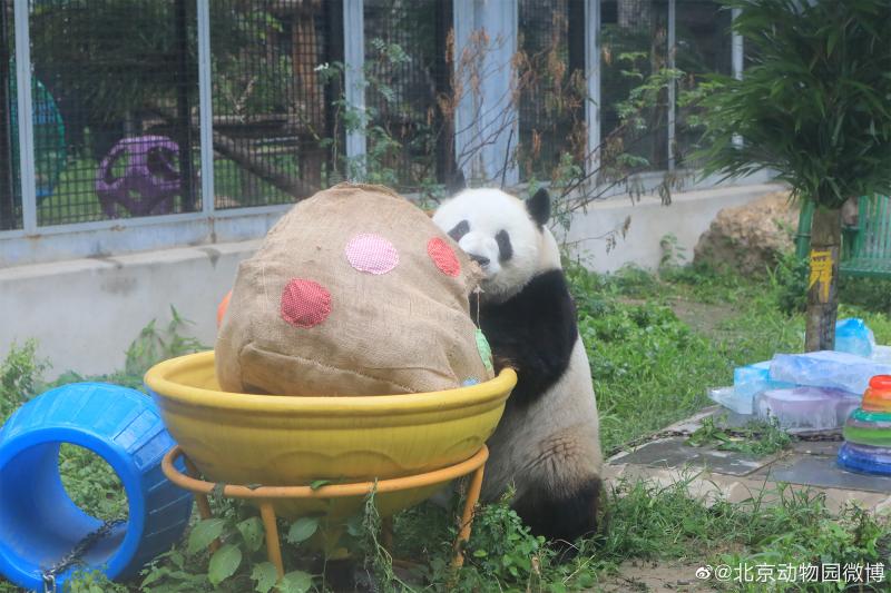 祝三只“小熊友”生日快乐,大熊猫萌兰、花花、和叶同日庆生中国|蛋糕|花花|动物园|北京|萌兰|生日|大熊猫