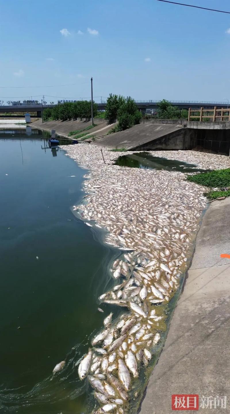 Police intervene in investigation, 70000 pounds of fish suddenly die in a fish pond | fish pond | police