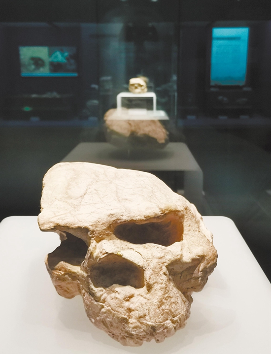 Listening to the past and present lives of Shiyan, unveiling the mysterious veil of the No.3 skull fossil of "Yunxian People". Fossils | Yunxian People | Shiyan
