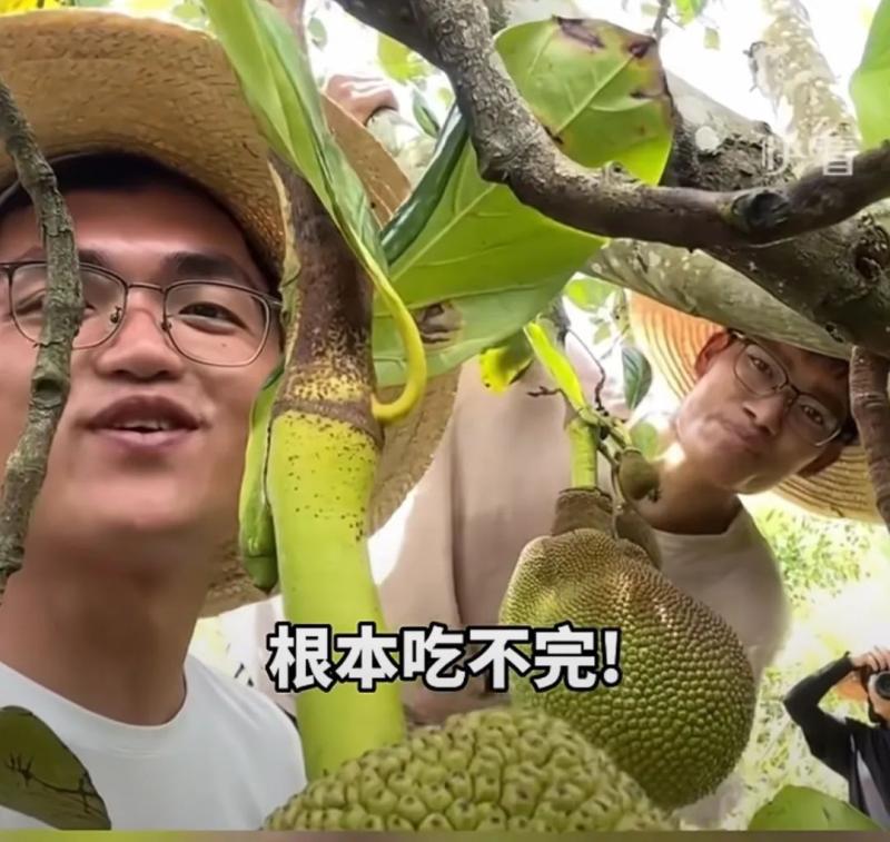 The enrollment short video of Yunnan Agricultural University has become popular again, and I can't finish eating it all. I can't finish eating guava, mango, lychee... netizens | Video | Yunnan Agricultural University