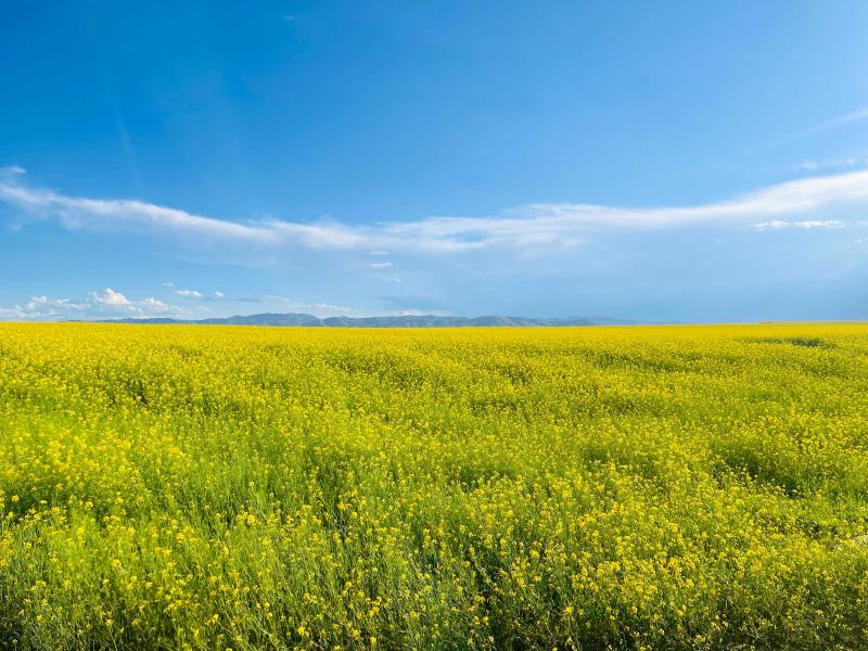 Our Home | Ten Thousand Acres of Rapeseed Blossoming, Spreading Beautiful Countryside Paintings | Flower Fields | Baihe Ranch | Paintings