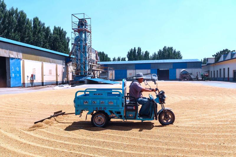 Cultivating "Invisible Grain Fields" - Looking at the Path of "Whole Chain Grain Saving and Loss Reduction" from the Main Summer Grain Production Areas in Shandong | Wheat | Chain