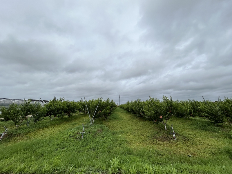 Can Fengxian Huangtao regain her "Jianghu status"?, Qingcun Town, the "nascent fruit" that took 5 years to wait for | Huangtao | Time