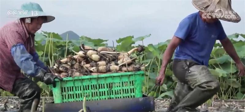 Liuzhou, Guangxi, Lotus Roots Rush for Fresh Market, Lotus Root Farmers Grab Clear Weather, Busy Harvest, Lotus Root Farmers | Lotus Roots | Weather