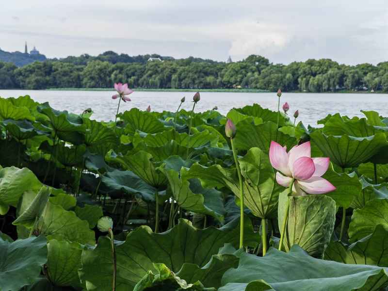 Where is the highest suitability of summer habitats for migratory bird style elderly care, only along the coast of two cities? The top ten summer escape cities are distributed in 8 provinces and regions. Temperature | elderly care | summer escape