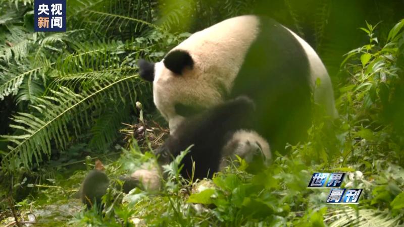 World Weekly | Round Dream Time | Giant Panda | Dream