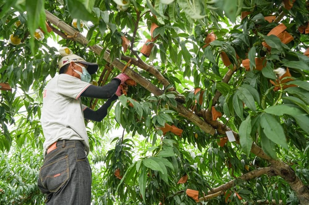 无锡阳山的农户都来看,有人种出88元一只的桃子,在上海种植|果园|农户