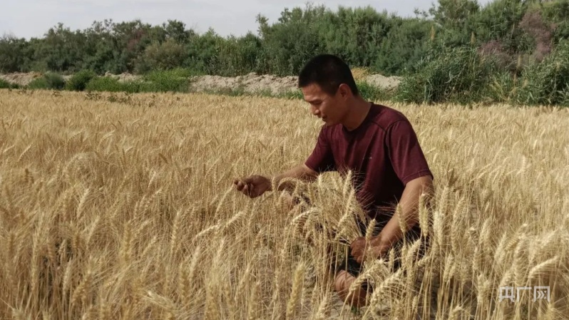 Harvest "New" Prosperous Scenery | Wheat Waves Bring Joy to Harvest Technicians | Wheat | Wheat Waves