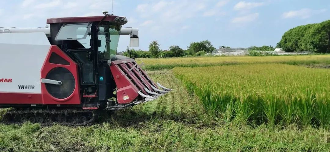 New rice will gradually be served on the dining tables of citizens, and the National Day rice will be harvested by opening the sickle