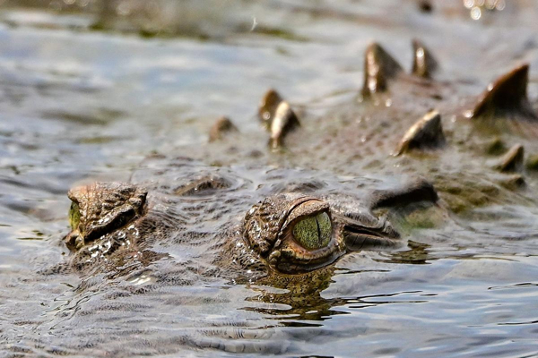 Both killed and electrocuted were reported, and the Maoming Agriculture and Rural Bureau responded with "over 70 crocodiles fleeing": some have been recaptured