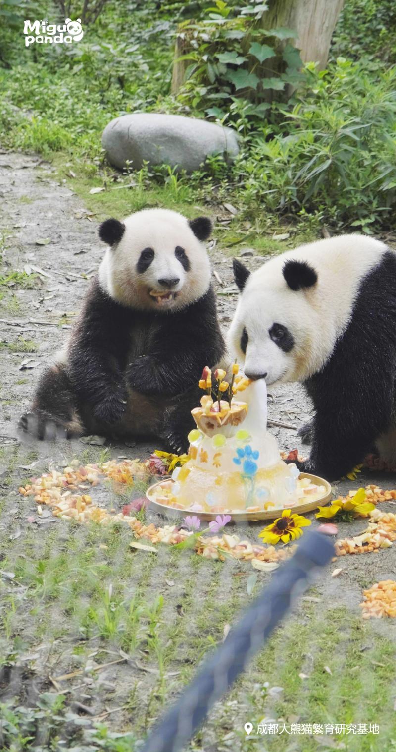 祝三只“小熊友”生日快乐,大熊猫萌兰、花花、和叶同日庆生中国|蛋糕|花花|动物园|北京|萌兰|生日|大熊猫