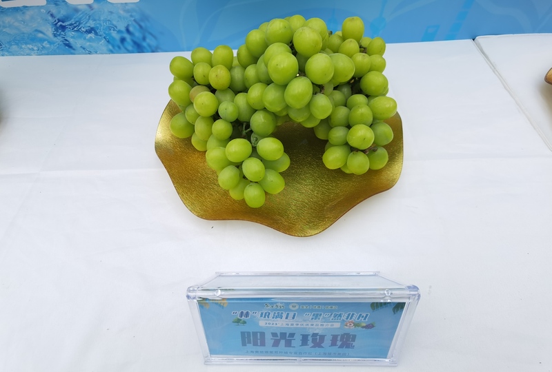 Affected by rainwater, sugar content is catching up with the trend, and the production of the "Four Great Kong" fruits in the local market is stable, with an increase in fruit | grapes | Kong