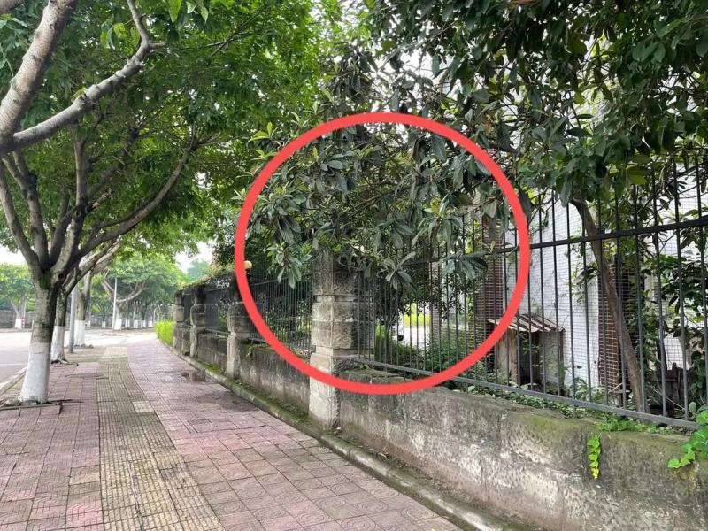 The latest response from the Zigong police: Environmental sanitation workers were beaten while picking loquats and then detained for illegal activities | Loquat | Police