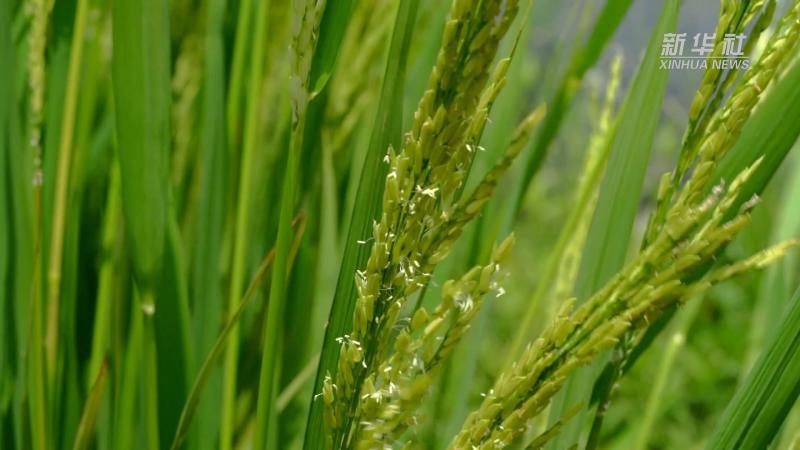 "Ganfen": Jianning County, Fujian | Hengfeng County, Shangrao City, Jiangxi Province | Seed Production