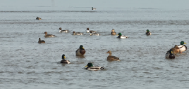 16 globally threatened species... The results of the first synchronized survey of waterbirds in the Yangtze River Delta have been released, with 109 species and 1.15 million waterbirds in the Yangtze River Delta | Survey results