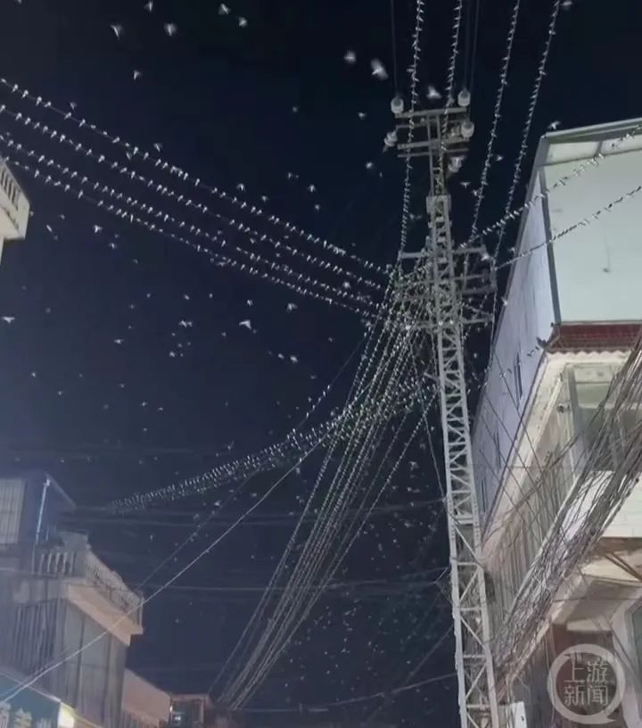 A large number of swallows fly in the sky at night in Lijiang! Response from Earthquake Bureau to News Reporter | Screenshot. Source | Seismological Bureau