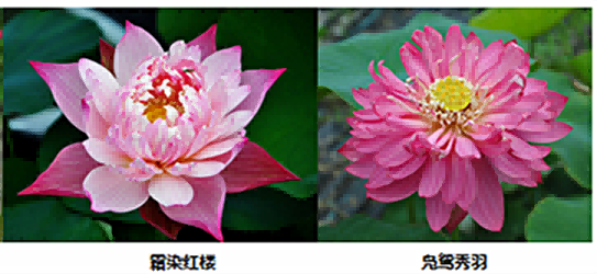 专家：被天使亲吻过,全球首款会“变脸”的荷花在上海诞生植物|品种|上海