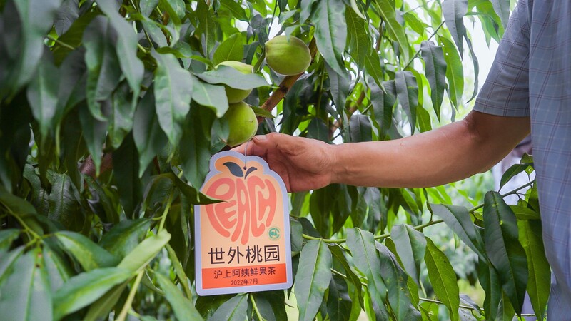 What to eat in scorching heat? Shanghai merchants are promoting sustainable diets to help you stay healthy during summer. Saltwater | Abalone | Summer Vacation