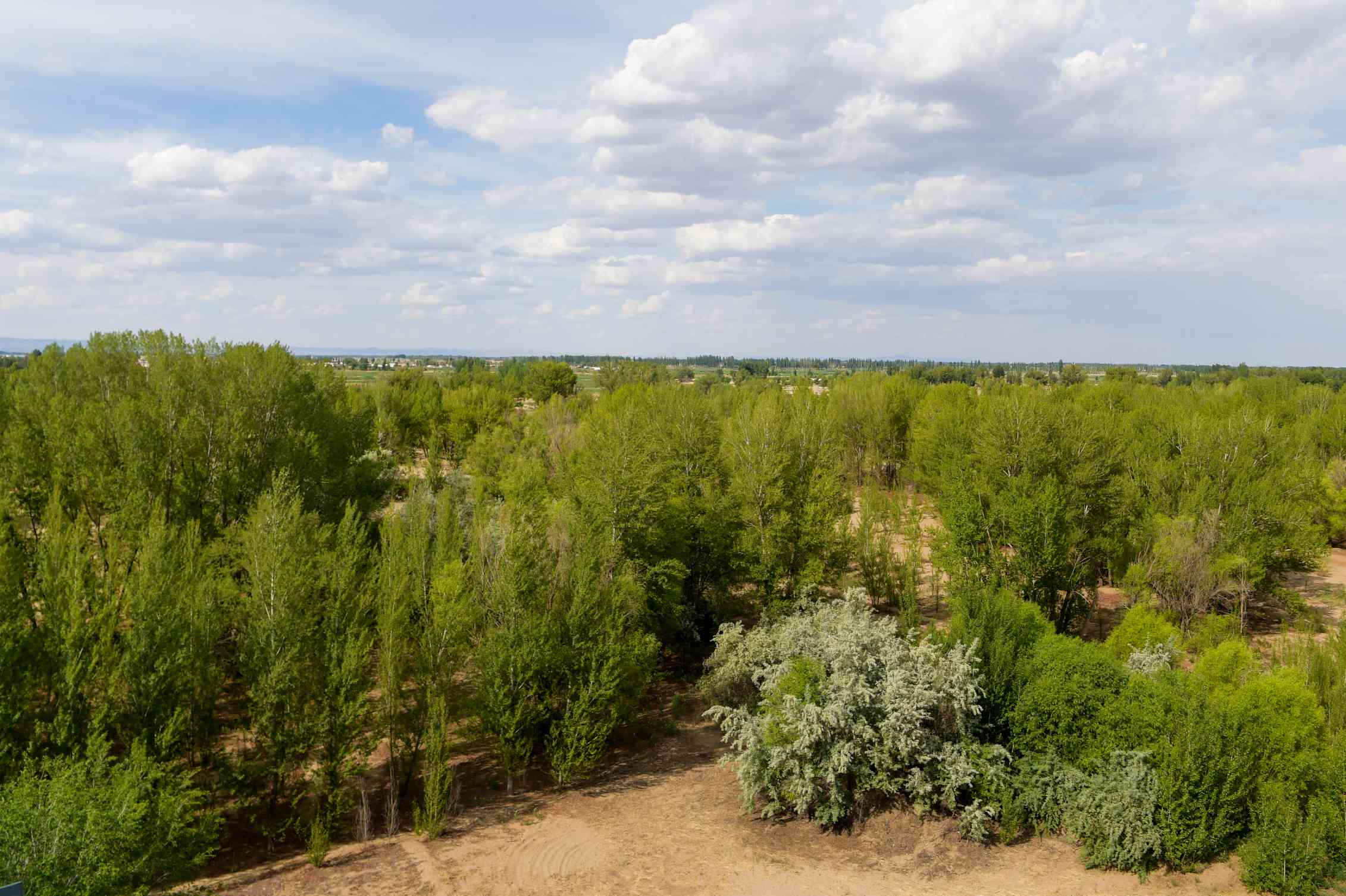 Close up: Northern Xinjiang Forest Farm Talk about Forest Protection in the Three North | Project | Forest Farm Talk