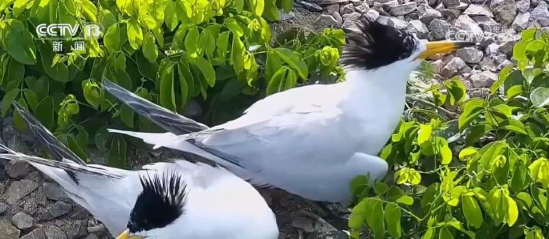 Ecological protection work has achieved results. Fujian Lianjiang has observed rare migratory birds from around the world, with a record high number of terns | China | Lianjiang