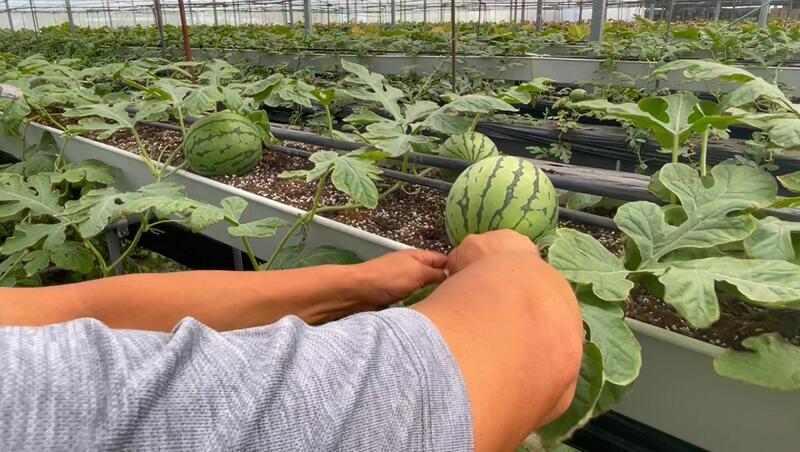 稀奇吗？西瓜竟也能空中栽培！嘉定这位“新农民”玩出农业新花样记者|西瓜|栽培