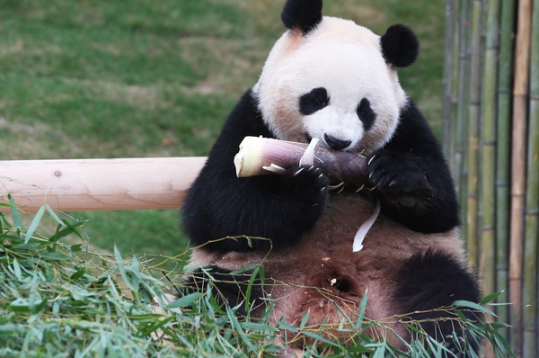 Mom "Ai Bao" gave birth to twin sisters! South Korean netizens have left messages wishing that the giant panda "Fubao" in South Korea will be upgraded to the big sister Fubao | Giant Panda | giving birth