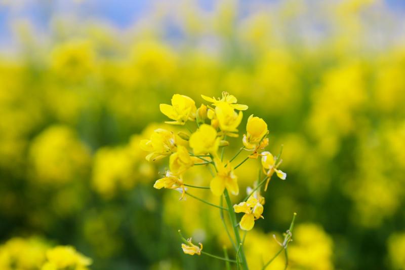 我们的家园｜万亩油菜花盛开铺就美丽乡村画卷花田|白河牧场|画卷