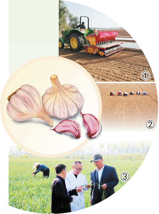 Small Garlic Becomes a Rich Industry (People's Eye - Doing a Good Job in "Local Specialty" Article 2) Processing | Garlic | Article