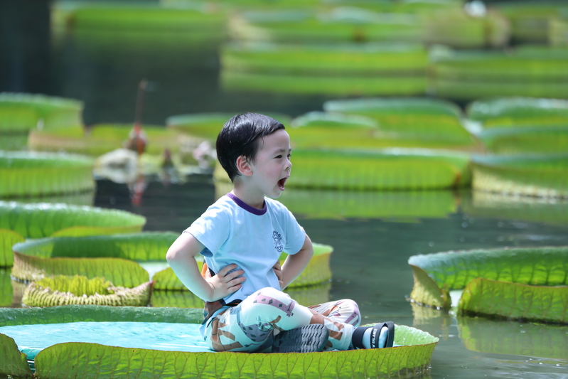 The "flat bottomed pot" that can carry cute babies will automatically drain and have a strong fragrance. The ability to float on the water has matured | leaves | strong fragrance