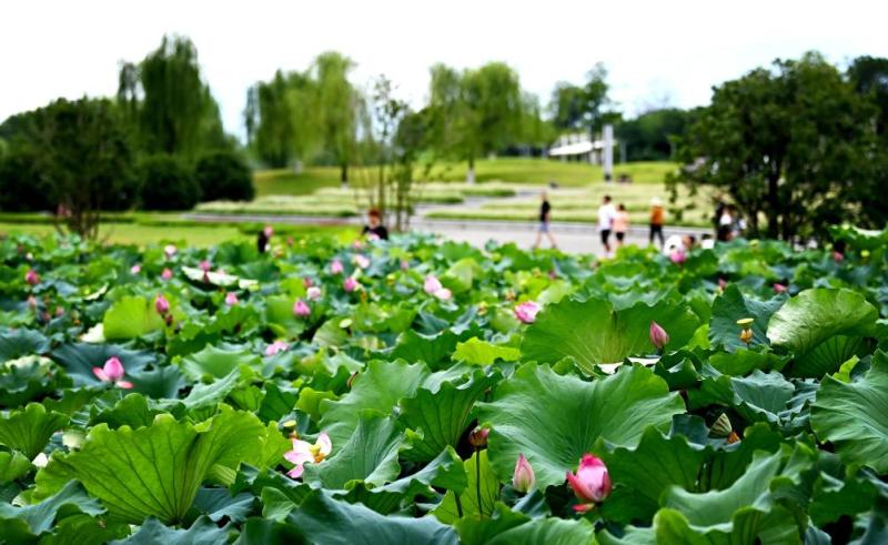 More News | Tianhan Wetland Park: The "City Card" of Hanzhong's Green Waters and Green Mountains Ecological Scroll Tianhan Wetland