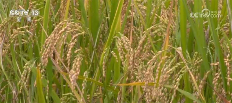 Technology research and development, combined with mechanized early rice sickle opening and harvesting, to welcome a bumper harvest implementation | Early rice | Technology