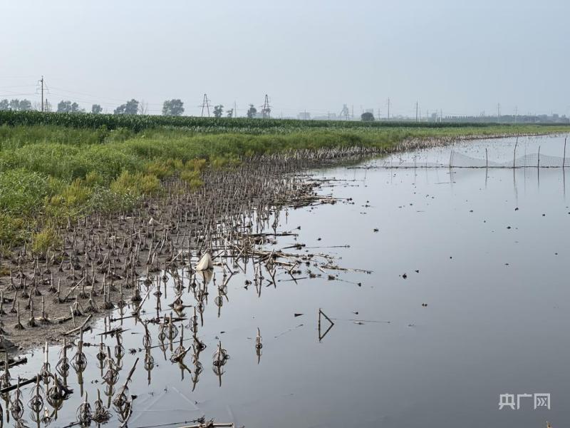 Large areas of farmland are abandoned, and some high-quality black soil in Tieling, Liaoning has been reclaimed due to coal mining subsidence | waterlogging | farmland