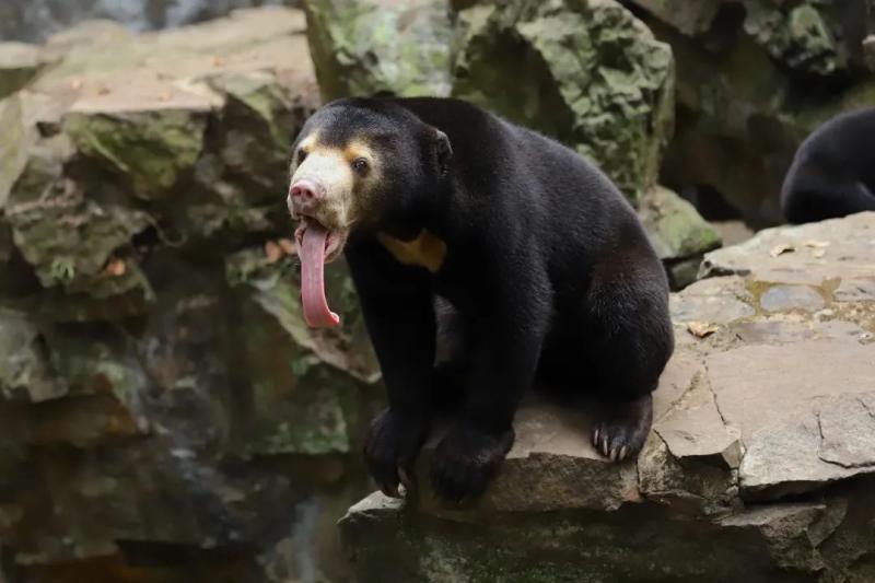 Malay bear!, Is the standing and waving "black bear" disguised as a human? Hangzhou Zoo response: This is a "popular" real bear tourist | black bear | Malay bear