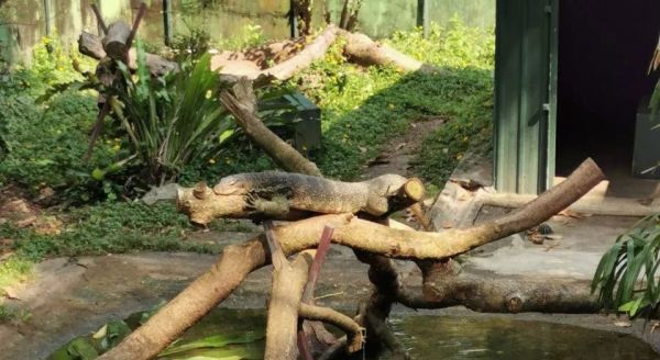 园方提醒：切勿试图捕捉,长达1.5米,香港展出超8年的水巨蜥出逃于|水巨蜥|推倒|香港