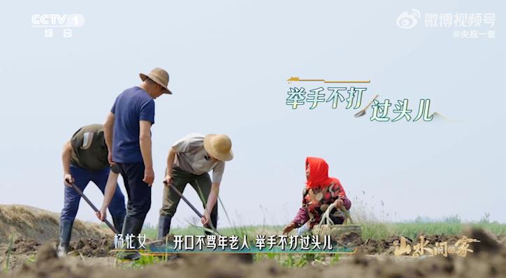 The Xinghua rural "Sheniu" aunt who teaches Gao Yuanyuan how to grow taro has become popular, and the golden sentence opens her mouth and comes to taro | Auntie | Sheniu