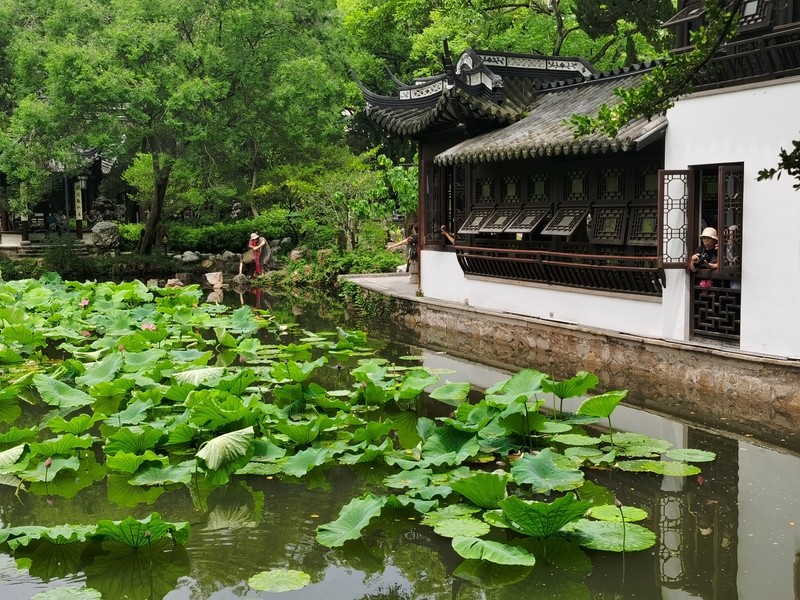 模仿鹌鹑蛋……上海的荷花开了,和1元硬币比大小,罕见橙色、嵌色季。醉白池|公园|大小