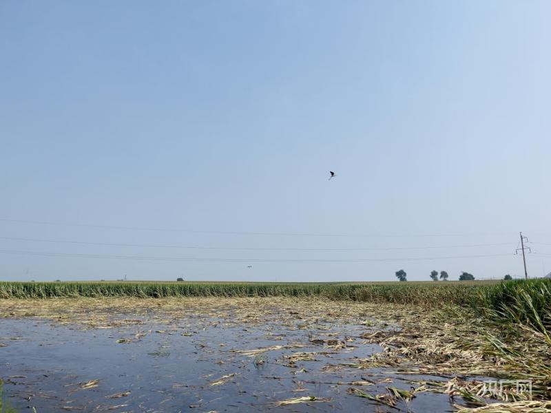 Large areas of farmland are abandoned, and some high-quality black soil in Tieling, Liaoning has been reclaimed due to coal mining subsidence | waterlogging | farmland