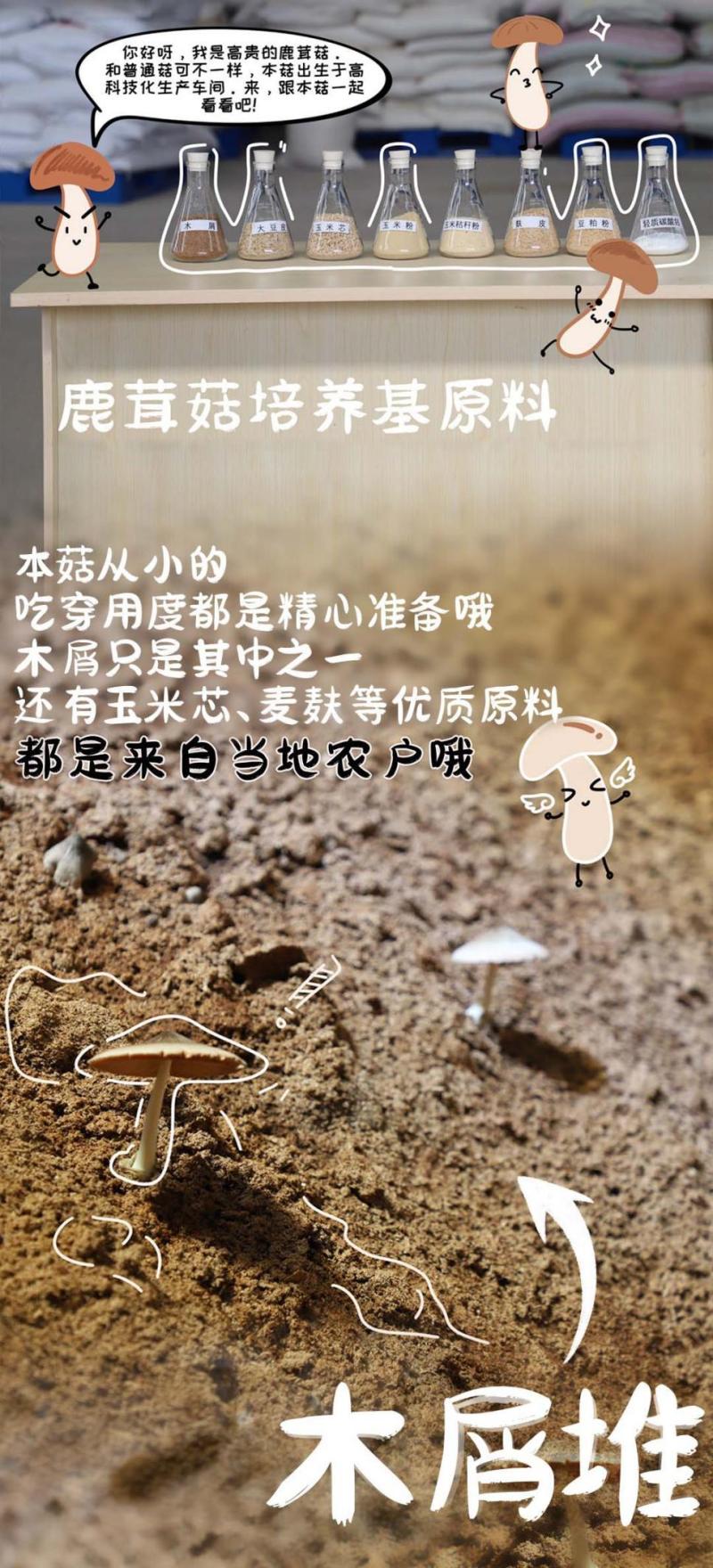 Young and Promising Mushroom Supports Big Dreams: "Technology Mushroom" Birth Team | Mushroom Grass | Dream