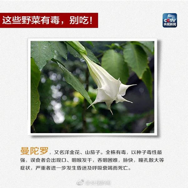 Someone has died from ingesting it!, Appearance resembling honeysuckle, Meizhou Fengshun | Report | Appearance