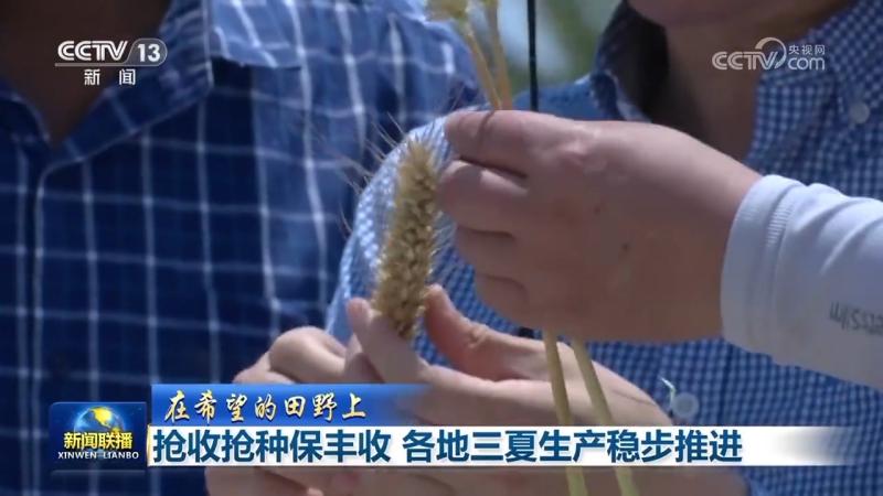 [On the Field of Hope] Rush to Harvest and Plant to Ensure Abundant Harvest. Three Summer Production in Various Regions is Steadily Advancing Rush to Plant | Rush to Harvest | Field